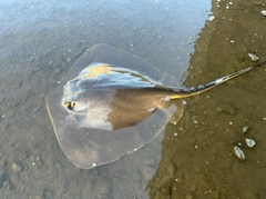 アカエイの釣果