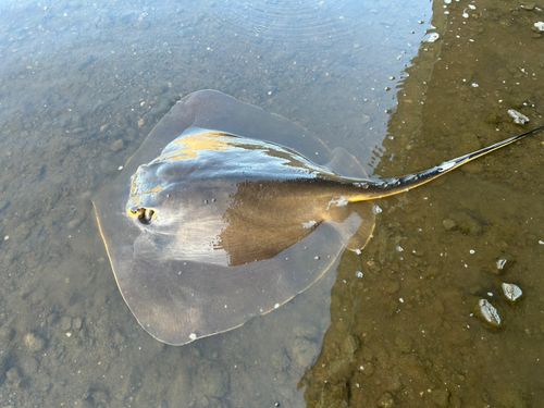 アカエイの釣果