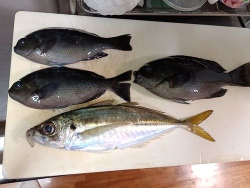 マアジの釣果