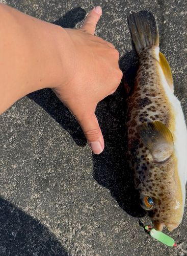 フグの釣果