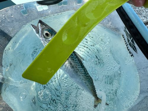 サバの釣果
