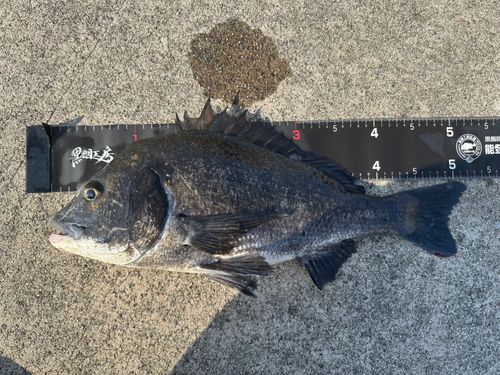 チヌの釣果