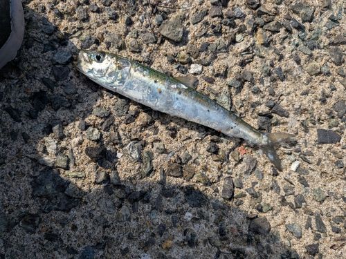 メジナの釣果