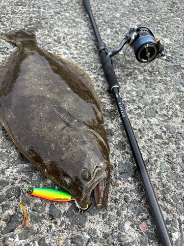ヒラメの釣果
