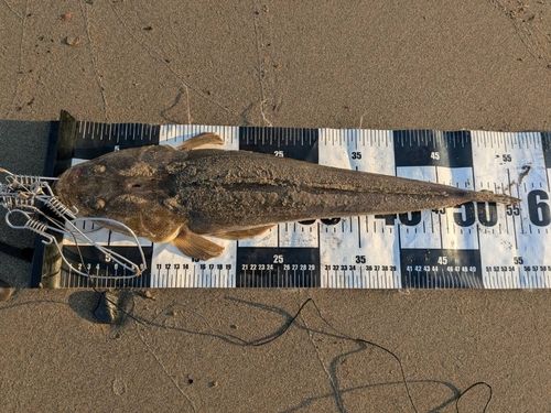 マゴチの釣果