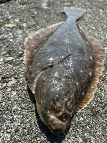 イシガレイの釣果