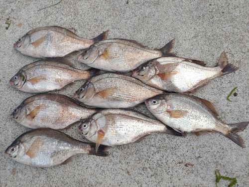 ウミタナゴの釣果