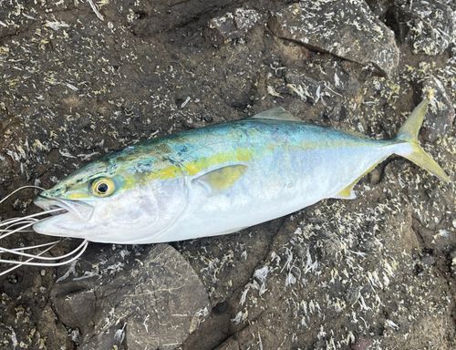 イナダの釣果