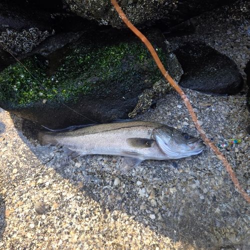 フッコ（マルスズキ）の釣果