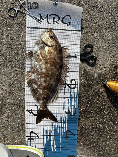 アイゴの釣果
