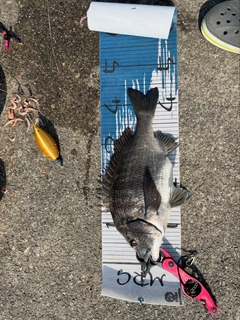 チヌの釣果