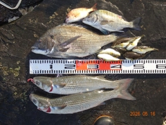 チヌの釣果