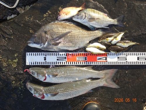 チヌの釣果