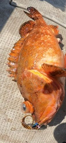 ガシラの釣果