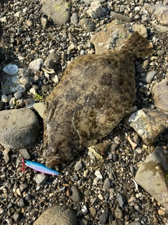 ヒラメの釣果