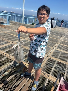 シリヤケイカの釣果