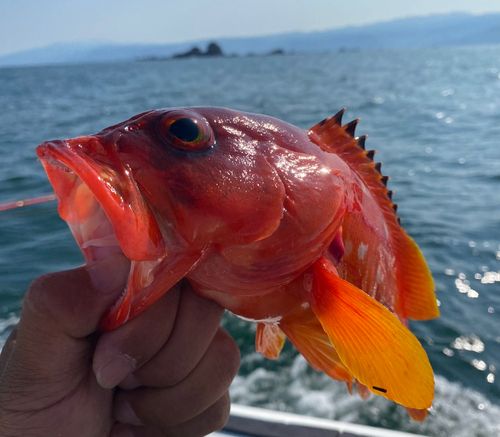 アカハタの釣果