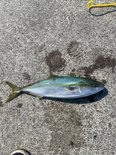 ハマチの釣果