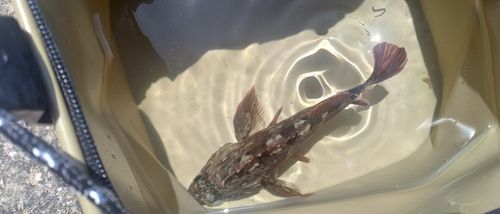 キジハタの釣果