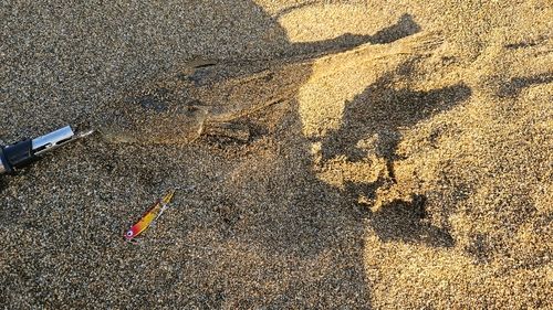 マゴチの釣果