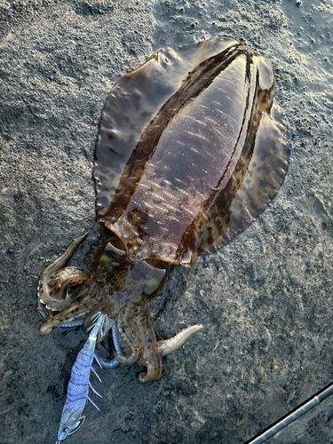 アオリイカの釣果