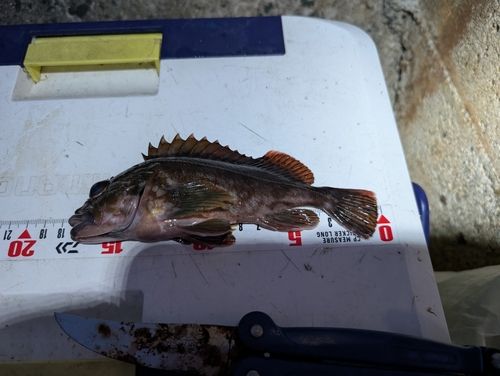 カサゴの釣果