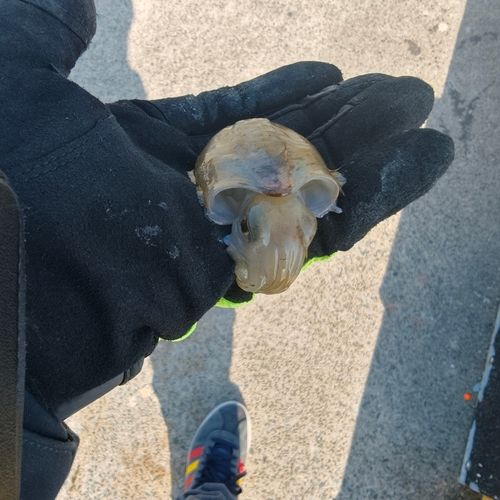 コウイカの釣果