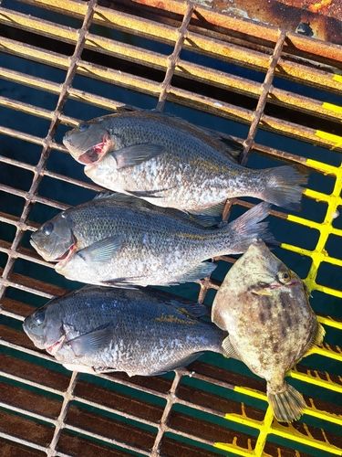 グレの釣果
