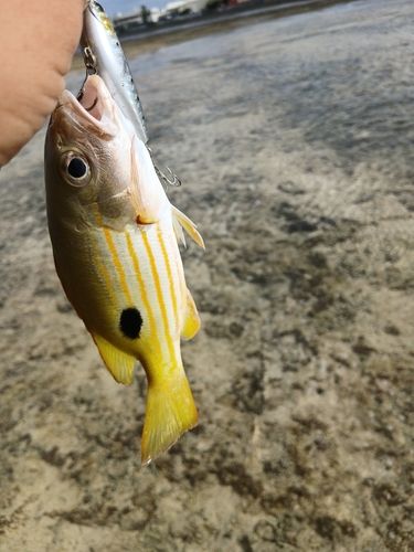 ヤマトビーの釣果