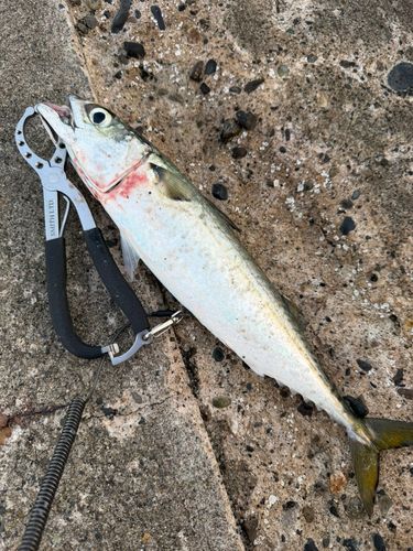 サバの釣果