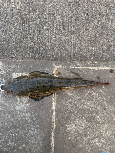 マゴチの釣果