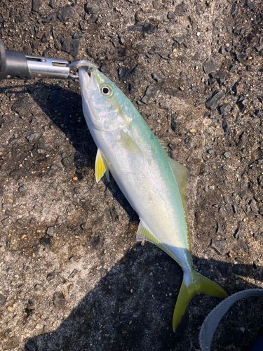 ワカシの釣果