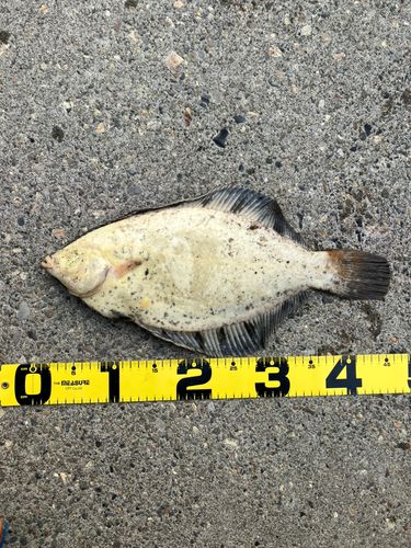 クロガシラガレイの釣果
