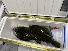 ヒラメの釣果
