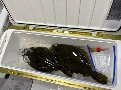 ヒラメの釣果