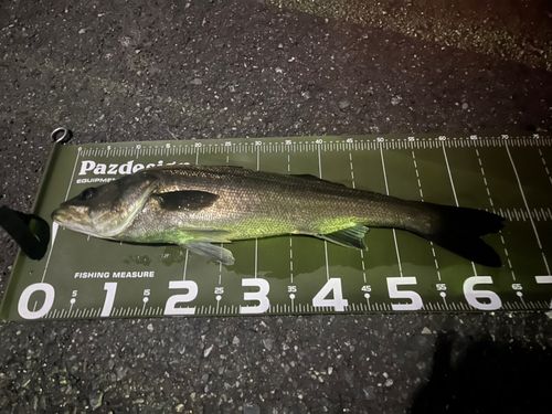 シーバスの釣果