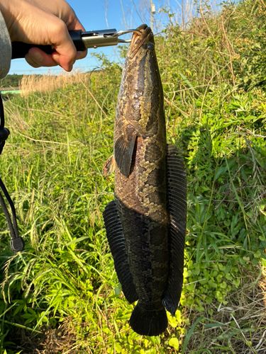 カムルチーの釣果