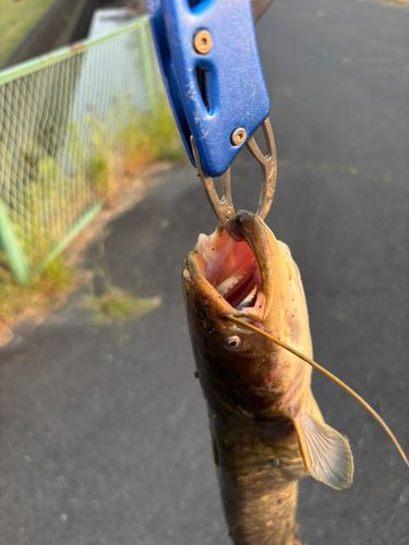ナマズの釣果