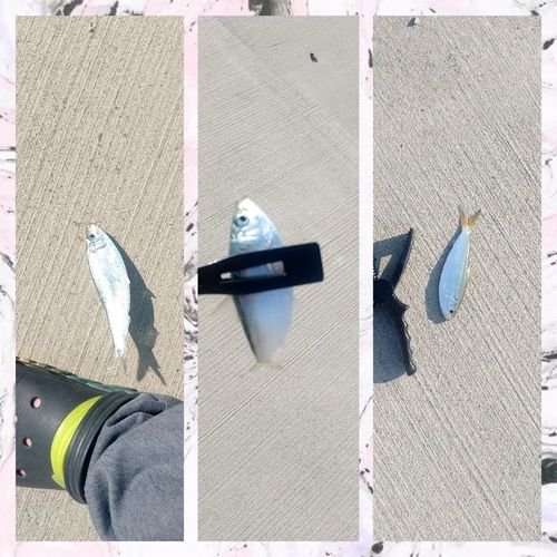 サッパの釣果