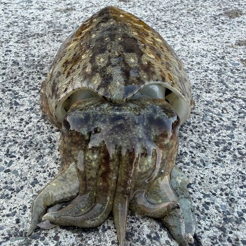 コウイカの釣果