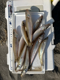 シロギスの釣果