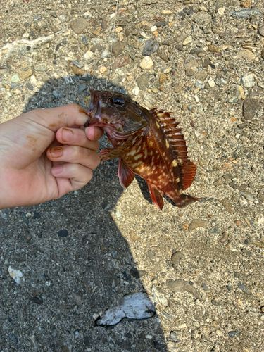 カサゴの釣果