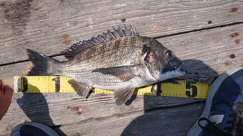 チヌの釣果