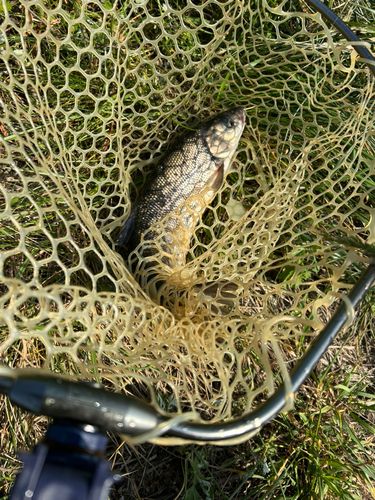 ウグイの釣果