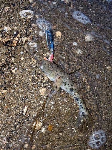 ハゼの釣果