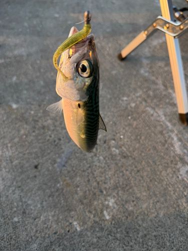 サバの釣果