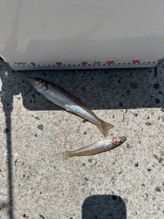 キスの釣果