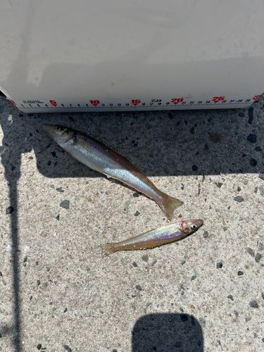 キスの釣果