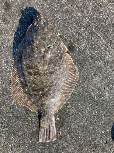 イシガレイの釣果