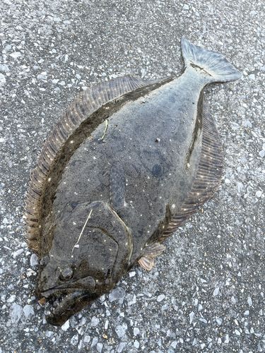 ヒラメの釣果